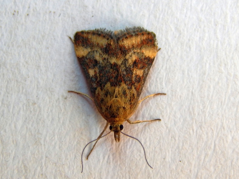 Pyrausta despicata? S